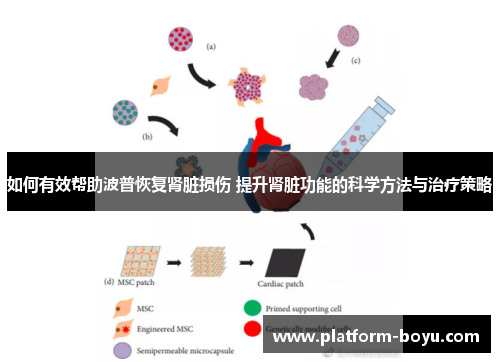 如何有效帮助波普恢复肾脏损伤 提升肾脏功能的科学方法与治疗策略